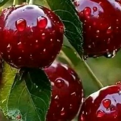 Мария Паушева, Воткинск