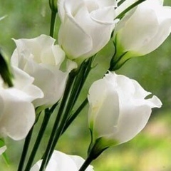 Зура Сайдулаева, 03.08.1989, Актобе