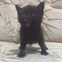 Виталий Волков, 28.09.1979, Новосибирск