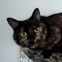 Светлана Жулина, 12.08, Санкт-Петербург