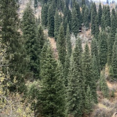 Арина Селезнёва