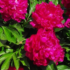 Ольга Викторовна Полазнова, Сергач