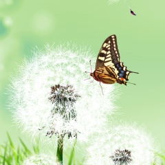 Наталья Терентьева, 18.07.1979, Курск