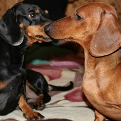 Влад Ватаву, 07.10.1999, Москва