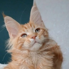 Михаил Подольский, 04.05, Подольск