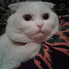 Анатолий Данильченко, 17.03.1991, Шымкент