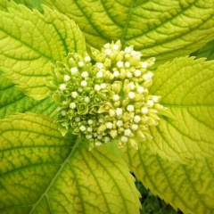 Елена Селезнева, Санкт-Петербург