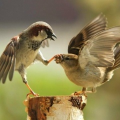 Онуфрий Крутиков, 01.01.1901, Санкт-Петербург