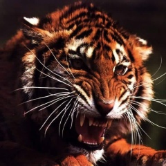 Андрей Стародумов, 23.06.1996, Киров