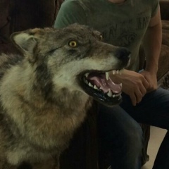 Рамзан Волк, 14.02.1994, Detroit