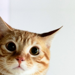 Андрей Бойченко, 12.01.1987, Черновцы