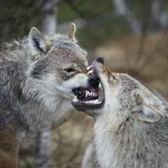 Тойлы Хакыев, 06.09, Туркменабад
