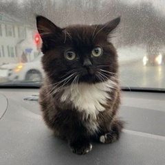 Эрик Джапаров