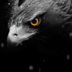 Бекзат Бек, 13.08, Шымкент