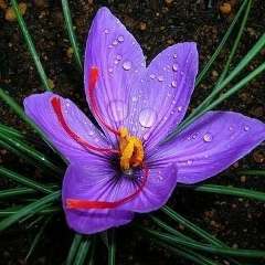 Molya Aimautova, 10.05.1990, Алматы