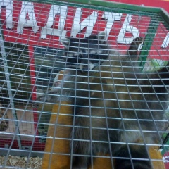 Артём Недопёкин, 18.04.1988, Йошкар-Ола