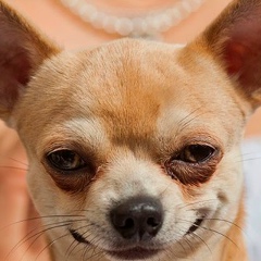 Сок Садочок, 07.07.1989, Калининград