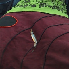 Михаил Пельш, 10.03.1989, Москва