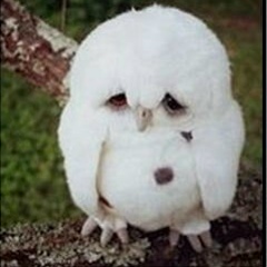 Елена Иноземцева, 14.12, Москва