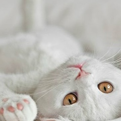 Ксения Пальчикова, Новосибирск