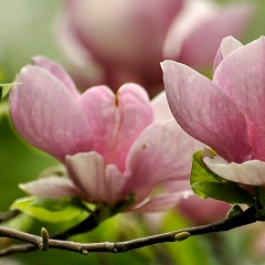 Наталья Яковлева, Санкт-Петербург