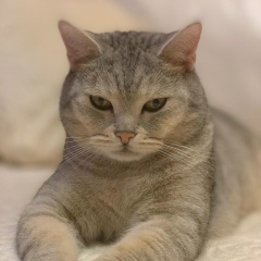 Алексей Иванов, Москва