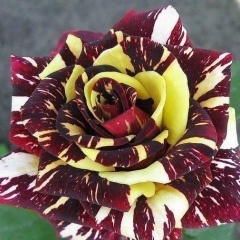 Светлана Ситенко