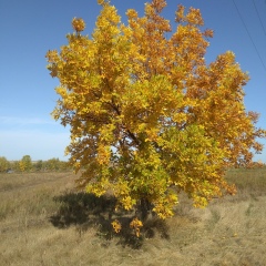 Роман Ланцов, Самара