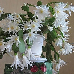 Нурсулу Сарсенгалиева, 18.02.1993, Атырау