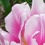 Людмила Бондарчук, Орёл