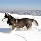 Argishti Hovsepyan, 03.03, Горис