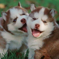 Ali Bagov, 01.01, Исфара