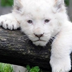 Нурсултан Яхияев, 09.07.1986, Астана