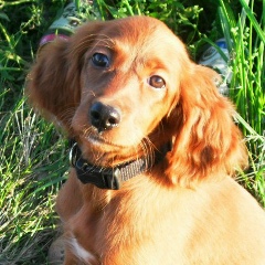 Инна Никифорова-Скворцова, 15.11, Новосибирск