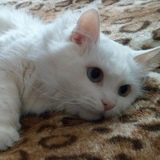 Марина Шевчук