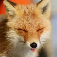 Андрей Михеев, 20.03.1985, Санкт-Петербург