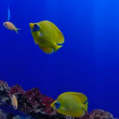 Зина Копылова, 30.10, Северодвинск