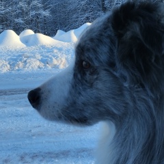 Виктор Тихонов, 11.05.1980, Ветчины