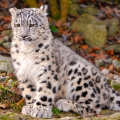 Александр Мотузюк, 06.08.1988, Белая Церковь