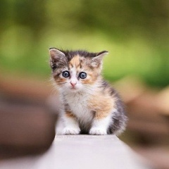 Иман Ахиятовна, 18.12.1995