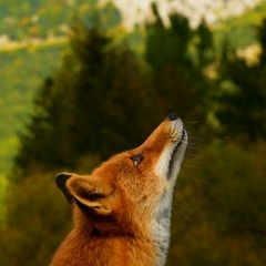Ольга Краева, Санкт-Петербург