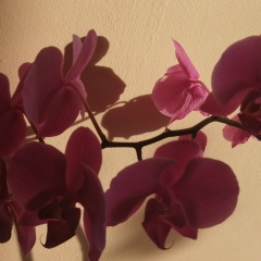 Светлана Бакшеева, 01.01.1981, Чита