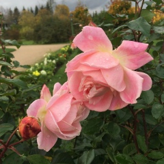 Елена Гардаш, 04.04.1979, Псков