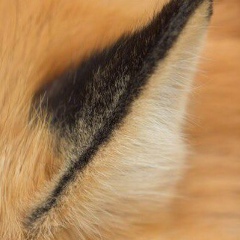 Алена Кульшан, 17.12, Алматы