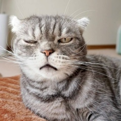 Максим Сидоров, 11.05.1987, Селты