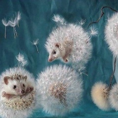 Александра Голубович, 08.03.1985, Санкт-Петербург