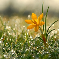 Алена Гузенко, 30.03.1985, Кривой Рог