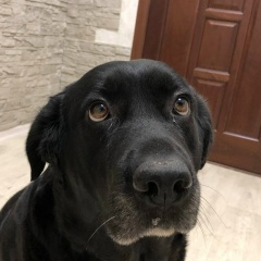 Алексей Шевченко, 06.09.1993