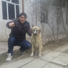 Низам Сейфуллаев, 17.12, Баку