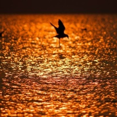 Ирина Кириллова, Санкт-Петербург